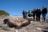 La Comunidad recupera y libera 31 buitres leonados durante los últimos cinco años