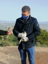 Liberados cuatro ejemplares de cernícalo tras su tratamiento en el Centro de Recuperación de Fauna de la Comunidad Autónoma