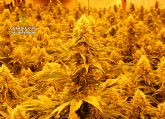 La Guardia Civil desmantela en La Unión un activo punto de producción y distribución de cannabis