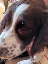 Prevencin y diagnstico precoz: los principales retos frente a la Leishmaniosis en mascotas