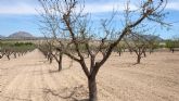 Los productores de frutos secos regionales alertan de la 'nefasta' situacin del sector por la sequa extrema