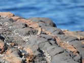 La Comunidad concluye un estudio sobre la ZEPA Almenara, Moreras y Cabo Cope que identifica 83 especies de aves