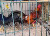 La Guardia Civil investiga en Cieza a dos personas por la mutilaci�n de gallos de pelea