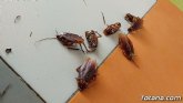 Fumigar cucarachas, una solución para limpiar la casa de posibles enfermedades