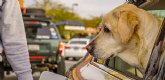 El 70% de los conductores cree que las reas de servicio en carretera no estn adaptadas para viajar con mascotas