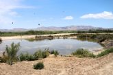 La CHS contribuye al r�cord de 13 polladas de cerceta pardilla en las Lagunas de La Raja
