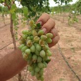 Agroseguro ya ha abonado más de 65 millones de euros a los fruticultores por los danos sufridos en la campana actual