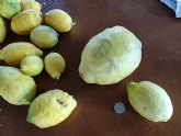 Carrefour único distribuidor que comercializa limón español durante todo el año